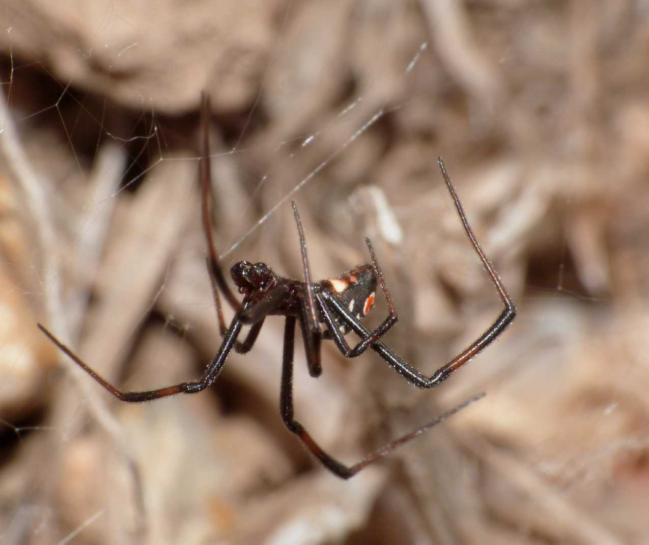 Latrodectus tredecimguttatus: maschi scapoli e ammogliati